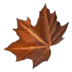 leaf
